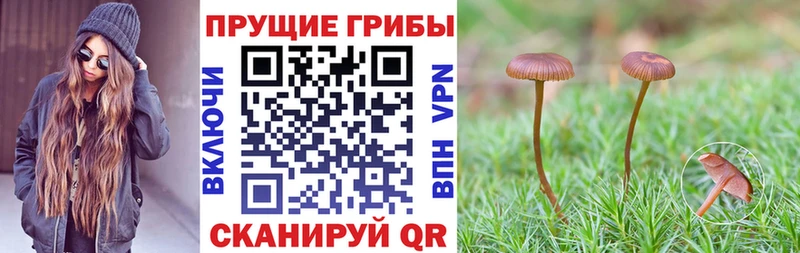 Псилоцибиновые грибы Cubensis  Новая Ляля 